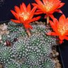 Rebutia_krainziana